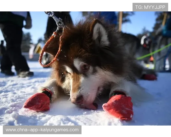 雪橇锦标：俄罗斯队攻势猛烈，金牌在望！，雪橇竞赛视频下载